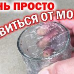 Как победить мошек в квартире - проверенные способы уничтожения на дому