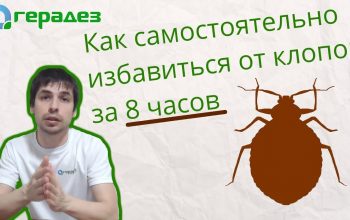 Эффективные методы обезвреживания клопов в квартире своими силами